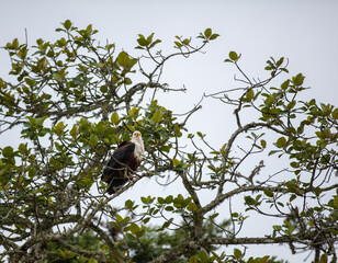 African fish eagle perched on a tree branch, white head and chest wild bird, dark brown and black body feathers