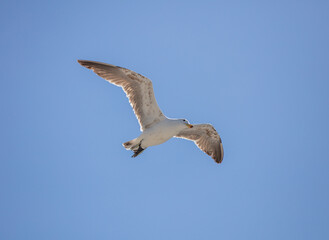 Seagull, open wing fly, clear blue sky background. Kelp or dominican Gull under view, South Africa,