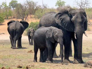 African elephants group closeup view. Wild animals  family in National Park, Africa