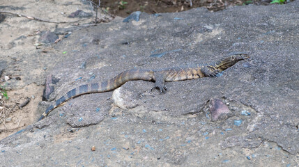 Monitor lizard on a rocky surface. lizard in its natural habitat, adaptation for survival