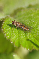 Syrphe à ceintures (Episyrphus balteatus)
Episyrphus balteatus on an unidentified flower or plant
