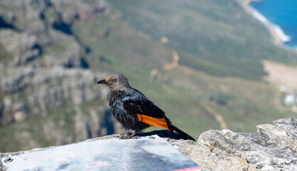 Red-winged Starling perched on a stone wall, blur ocean and coastline view from above, South Africa