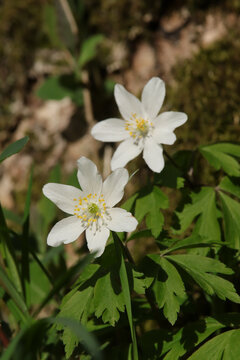 An&eacute;mone sylvie (Anemone nemorosa)
Anemone nemorosa in flower
