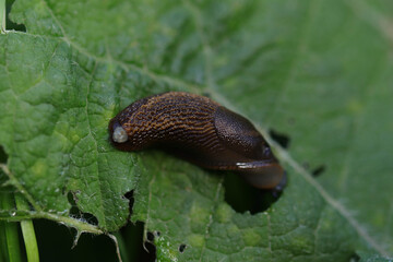 Arion rufus/vulgaris
Arion rufus/vulgaris in its natural element
