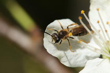 Andrène pattes d'or (Andrena chrysosceles)
Andrena chrysosceles in its natural element
