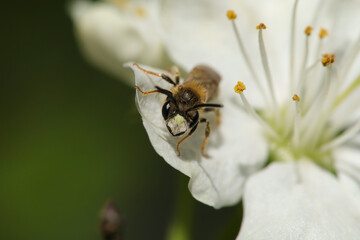 Andr&egrave;ne pattes d'or (Andrena chrysosceles)
Andrena chrysosceles in its natural element
