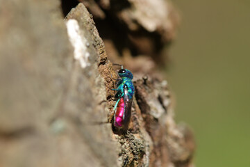Guêpe-Coucou (Chrysis ignita)
Chrysis ignita in its natural element
