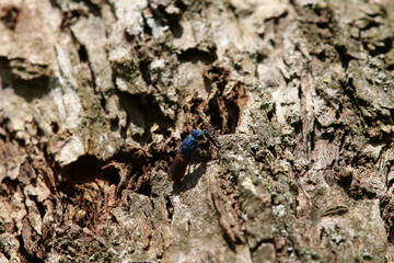 Guêpe-Coucou (Chrysis ignita)
Chrysis ignita in its natural element
