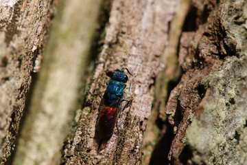 Guêpe-Coucou (Chrysis ignita)
Chrysis ignita in its natural element
