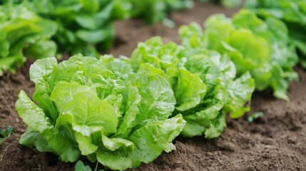 Fresh Green Lettuce Growing in a Garden