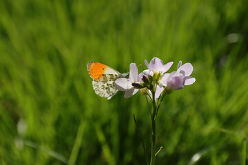 Aurore (Anthocharis cardamines)
Anthocharis cardamines in its natural element
