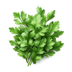 fresh parsley isolated on transparent background, top view