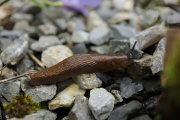 Arion rufus/vulgaris
Arion rufus/vulgaris in its natural element
