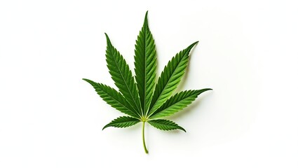 Isolated Green Cannabis Leaf for Educational Materials