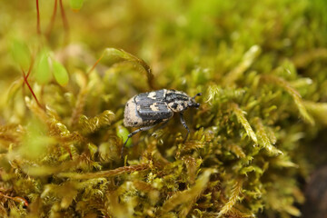 Cétoine punaise (Valgus hemipterus)
