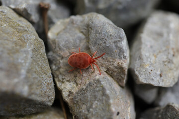 Araignée rouge (Trombidiidae indet.)
Trombidiidae indet. in its natural element

