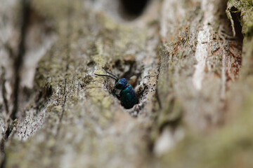 Guêpe-Coucou (Chrysis ignita)
Chrysis ignita in its natural element
