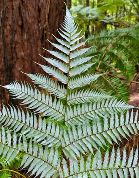 Silver fern