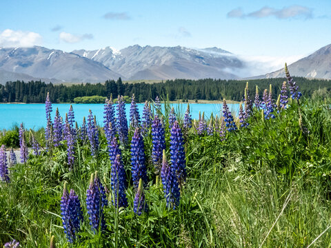 Lupins in front of Lake Tekapo 