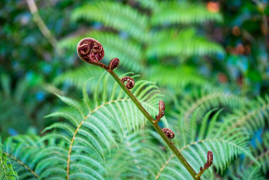 Native fern