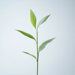 Fototapeta premium Single green plant sprout against light background.