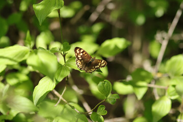 Tircis (Pararge aegeria)
Pararge aegeria in its natural element

