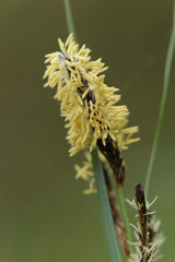 Carex sp.
 Carex sp. in flower
