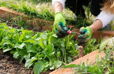 Gardener harvesting radish in raised garden bed