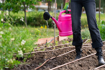 Farmer watering vegetable garden with pink watering can and drip irrigation system © Arianne