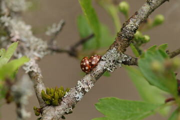 Coccinelle à quatorze points blancs (Calvia quatuordecimguttata)
Calvia quatuordecimguttata in its natural element
