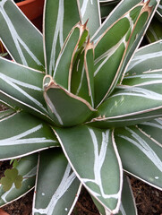 Close up of Agave victoriae-reginae or Queen Victoria agave or royal agave in a pot © Coompia77