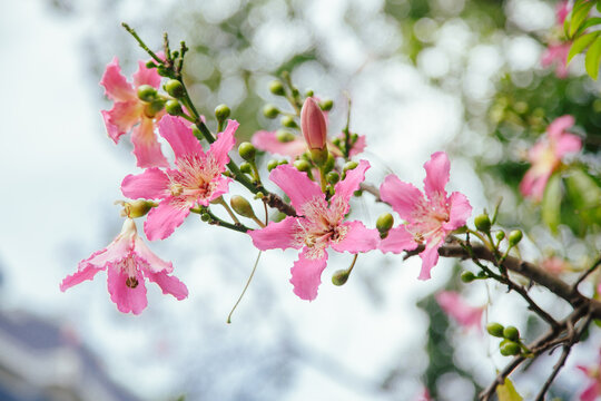 Beautiful pink-yellow flowers on a tree Ceiba