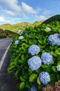 Bright blue hydrangeas lining a winding road near green mountains