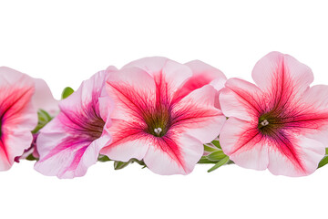 Fototapeta premium Bright pink petunia flowers on white or transparent background with green leaves
