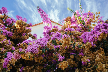 Bright purple flowers bloom under a bright blue sky.