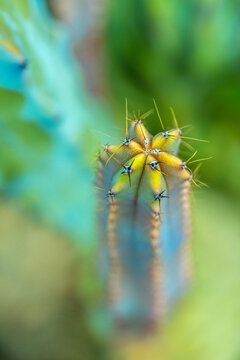 young cacti