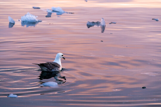 Northern Fulmar (Fulmarus Glacialis) Swimming In Greenland  
