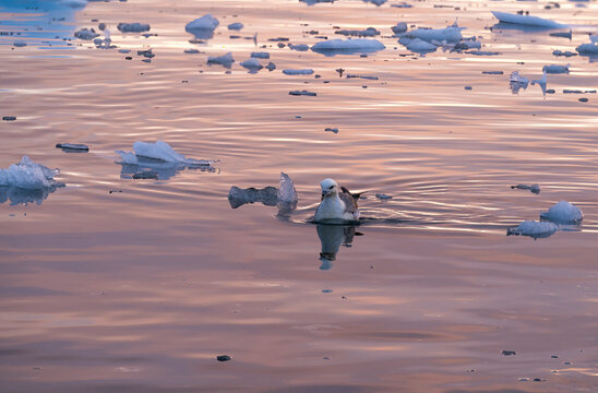 Northern Fulmar Swimming In Cold Waters Of Greenland  