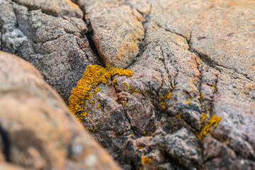 Yellow lichen on rock cliffs by the se..a.