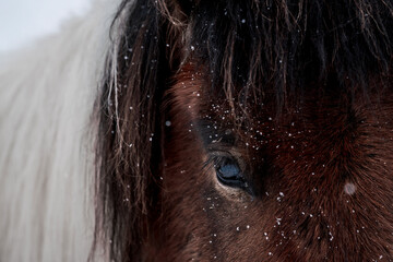 beautiful icelandic horse in snow winter Iceland 