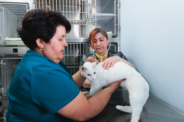 Dedicated Senior Veterinarians Doing Cat Examination