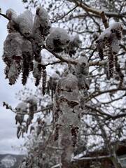 snow covered branches