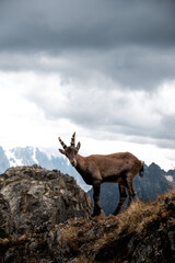 An alpine ibex standing proudly on a rocky ridge in the French Alps