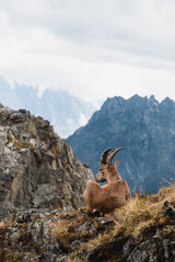 A majestic alpine ibex resting on a rocky ridge in the French Alps.