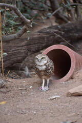 Pigmy Owl
