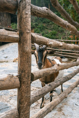 Sa Pa, Vietnam. Close-up of a curious mountain goat