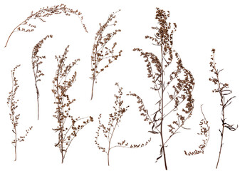 Dry brown autumn grass branches set isolated on white background