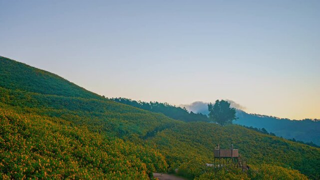The golden sunflowers bloom in November of every year. The golden sunflower fields of Doi Mae U-kho are located in Mae U-kho Subdistrict, Khun Yuam District, Mae Hong Son Province.