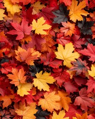 Fototapeta premium Vibrant Autumn Maple Leaves Background Colorful Fall Foliage Texture