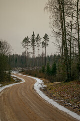 Forest road in winter time.